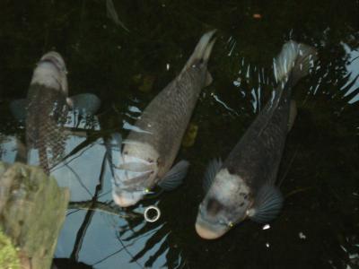 peste mare - image17631.jpg